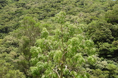 Radermachera sinica