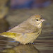 Orange-crowned Warbler - Photo (c) Greg Lasley, some rights reserved (CC BY-NC), uploaded by Greg Lasley