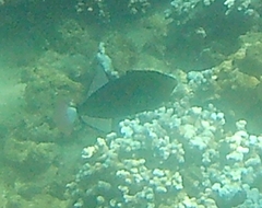 Melichthys vidua