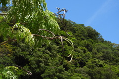 Radermachera sinica