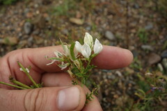 Astragalus davuricus