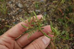Astragalus davuricus