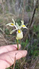 Moraea angusta