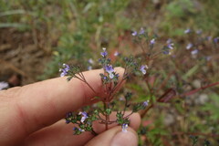 Amethystea caerulea
