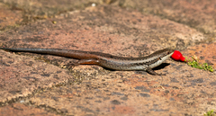 Egernia napoleonis