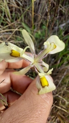 Moraea angusta