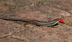 Egernia napoleonis
