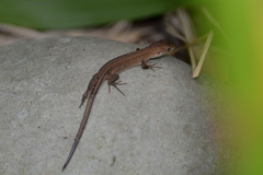 Takydromus tachydromoides