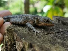 Sceloporus siniferus
