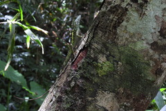Diploderma swinhonis
