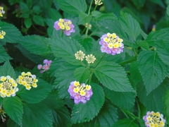 Lantana × strigocamara