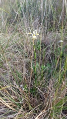 Moraea angusta