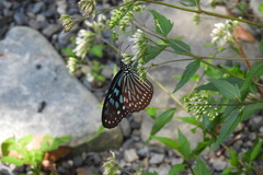 Ideopsis similis