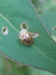 Cassida obtusata
