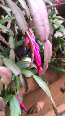 Schlumbergera truncata