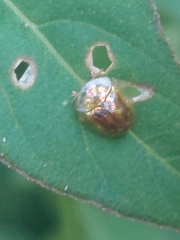 Cassida obtusata