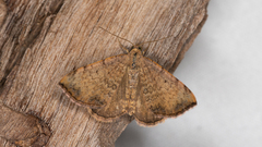 Chrysolarentia mecynata