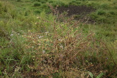 Cynoglossum divaricatum