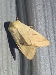 Dichagyris variabilis