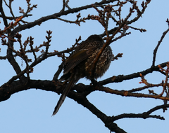 Anthochaera chrysoptera
