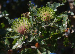 Banksia ilicifolia
