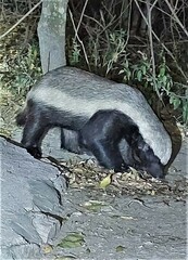 Mellivora capensis capensis