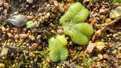 Riccia