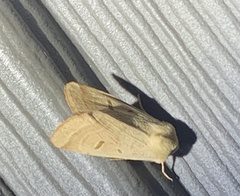 Dichagyris variabilis