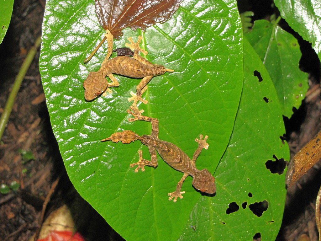 Mount Ambre Leaf-Tailed Gecko