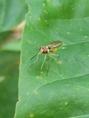 Tanypezidae