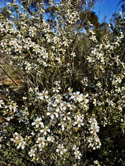 Leptospermum coriaceum