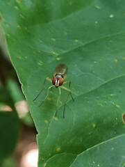 Tanypezidae