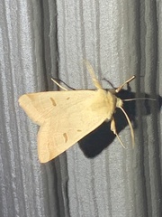 Dichagyris variabilis