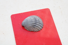 Trachycardium procerum