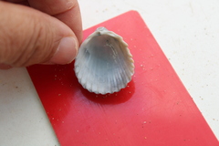 Trachycardium procerum