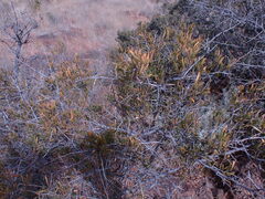 Dodonaea viscosa