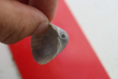 Trachycardium procerum