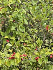 Crataegus punctata