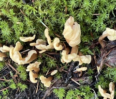 Spathulariopsis velutipes