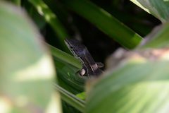 Takydromus tachydromoides