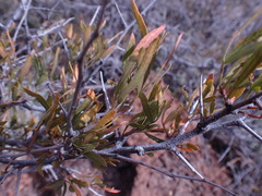 Dodonaea viscosa