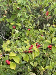Crataegus punctata
