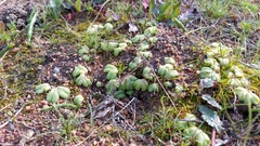 Riccia