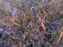 Dodonaea viscosa