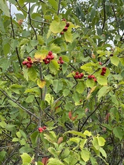 Crataegus punctata