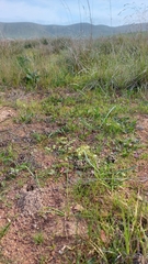 Riccia