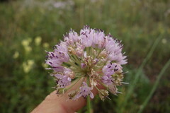 Allium senescens