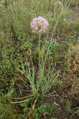 Allium senescens