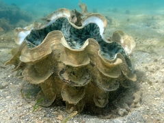 Tridacna squamosa