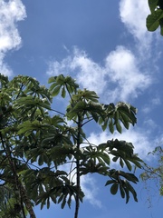 Cecropia
